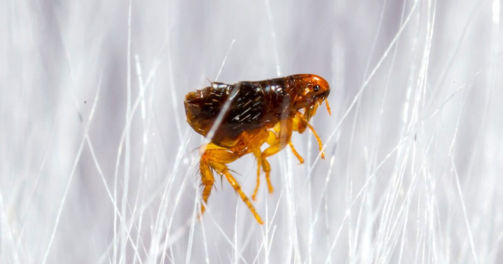 pest control fleas