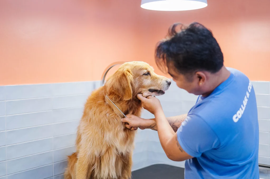 https://petgroomingkatytx.com/
